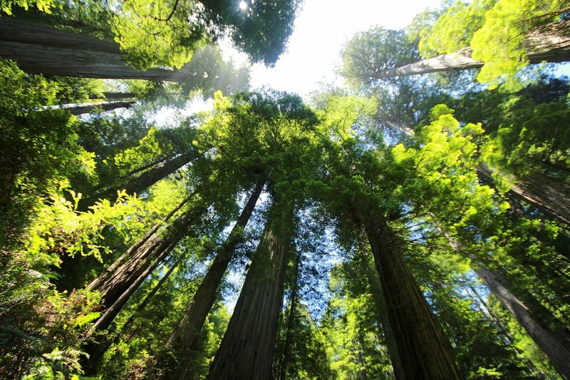 Redwood National and State Parks, USA